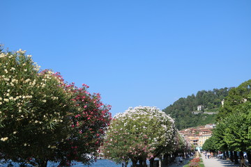 Oleander trees in Bellagio on the shores of Lake Como in Lombardy, Italy 