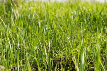 green grass closeup