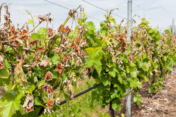 Damage on a vineyard, hit by a late frost in spring