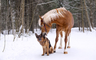 Fototapeta na wymiar German shepherd & horse