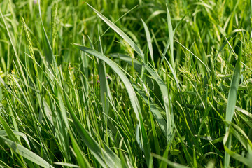 green grass closeup