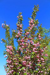 Sakura. Cherry Blossom in Springtime. Beautiful Pink Flowers