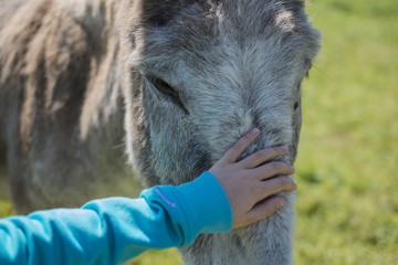 Petit câlin. La main d'enfant posée sur la tête d'un âne.