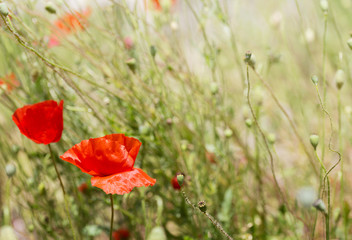 wild poppies meadow