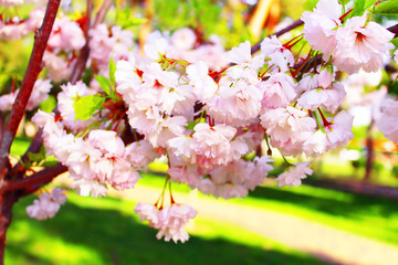 Sakura. Cherry Blossom in Springtime. Beautiful Delicate Flowers