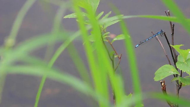 Une belle libellule bleu sur les herbages vert par une journ&eacute;e pluvieuse