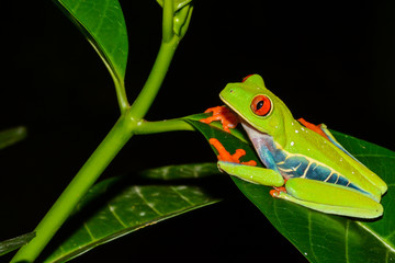 A close up of a Red-eyed Tree Frog