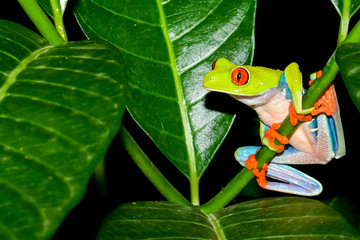A close up of a Red-eyed Tree Frog