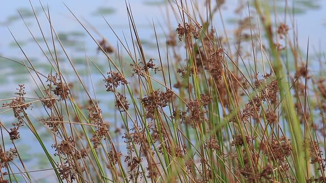 Les herbe se prom&egrave;ne calmement par le vent 