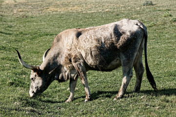 Maremmana breed cow in southern Tuscany, toned image