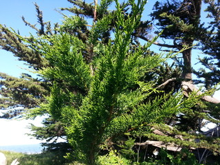 Bright Green Tree