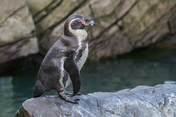 A single humboldt penguin standing on a rock looking to the right