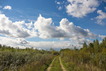 Sunny road throght the forest