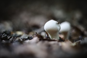 Forest mushroom