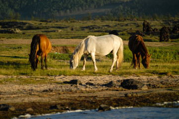 mongolian landscape with horses