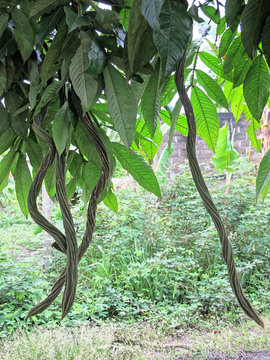 Gousse de pois doux ou pois sucr&eacute;, Grand-Santi, Guyane fran&ccedil;aise