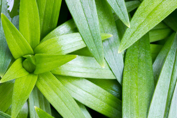 Obraz premium Lily Plant Texture 6