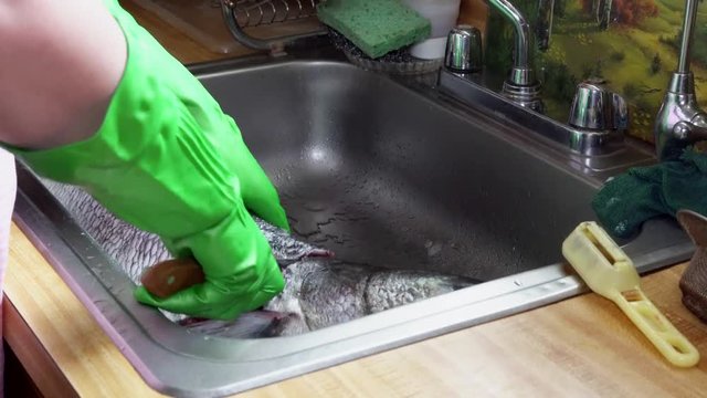Cook cleaning blyufish on the scales 
