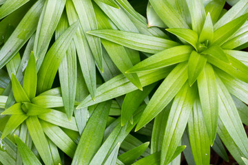 Obraz premium Lily Plant Texture 3