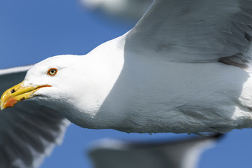Primer plano de Gaviota pata amarilla volando
