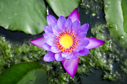 Pink water lily in a pond - Stock image