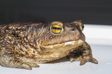 the ground toad
