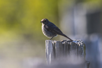 Hausrotschwanz (Phoenicurus ochrurus)