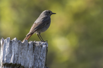 Hausrotschwanz (Phoenicurus ochrurus)