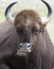 Indian guar with horns up close against a pale green background.