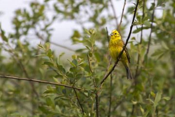 Goldammer (Emberiza citrinella)