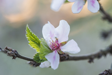 cherry flower close up on sunset, selective focus