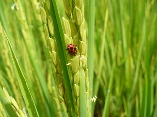 Mariquita en flor de arroz