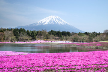 People from Tokyo and other cities come to Mt. Fuji and enjoy the cherry blossom at spring every year