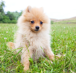 Pomeranian