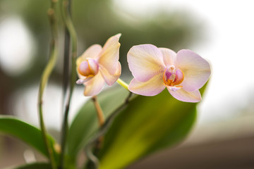 Fototapeta na wymiar Tan Orchids In Natural Light