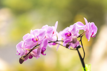 Fototapeta na wymiar Pink Orchids Outside