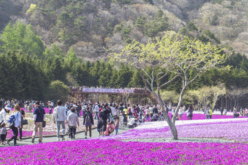 People from Tokyo and other cities come to Mt. Fuji and enjoy the cherry blossom at spring every year