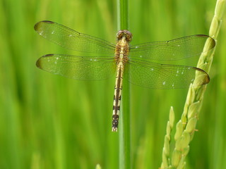 Libelula en arrozal