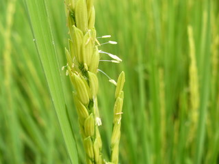 Flor del arroz