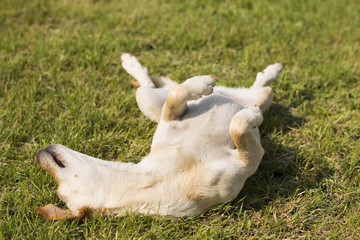 Dog rolling in grass