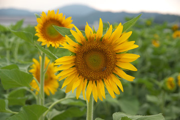 Sunflower in Yosa district, Kyoto, Japan
