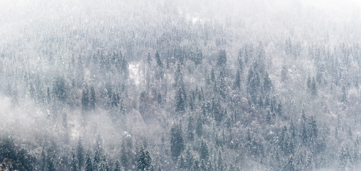 Schneetreiben im Wald