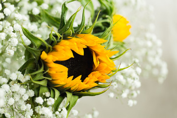 Sunflower with gypsophila