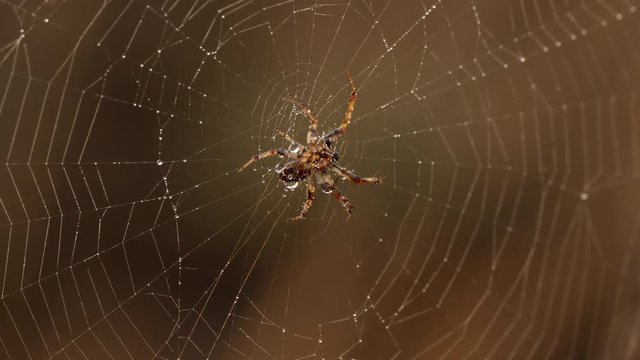 4K Orb Weaver (Araneus sp.) Spider Spinning Web