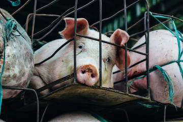 Pigs suffer in cages on the way to the slaughterhouse. Terribly sad eyes of the pig. Another proof of human cruelty.