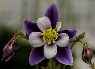 Columbine flower