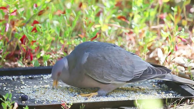 Large gray bird stands on a tray of cracked corn, and eats