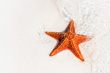 Tropical white sand with red starfish in clear water