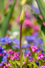 Tulip for abstract background.