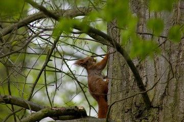 Red-haired squirrel